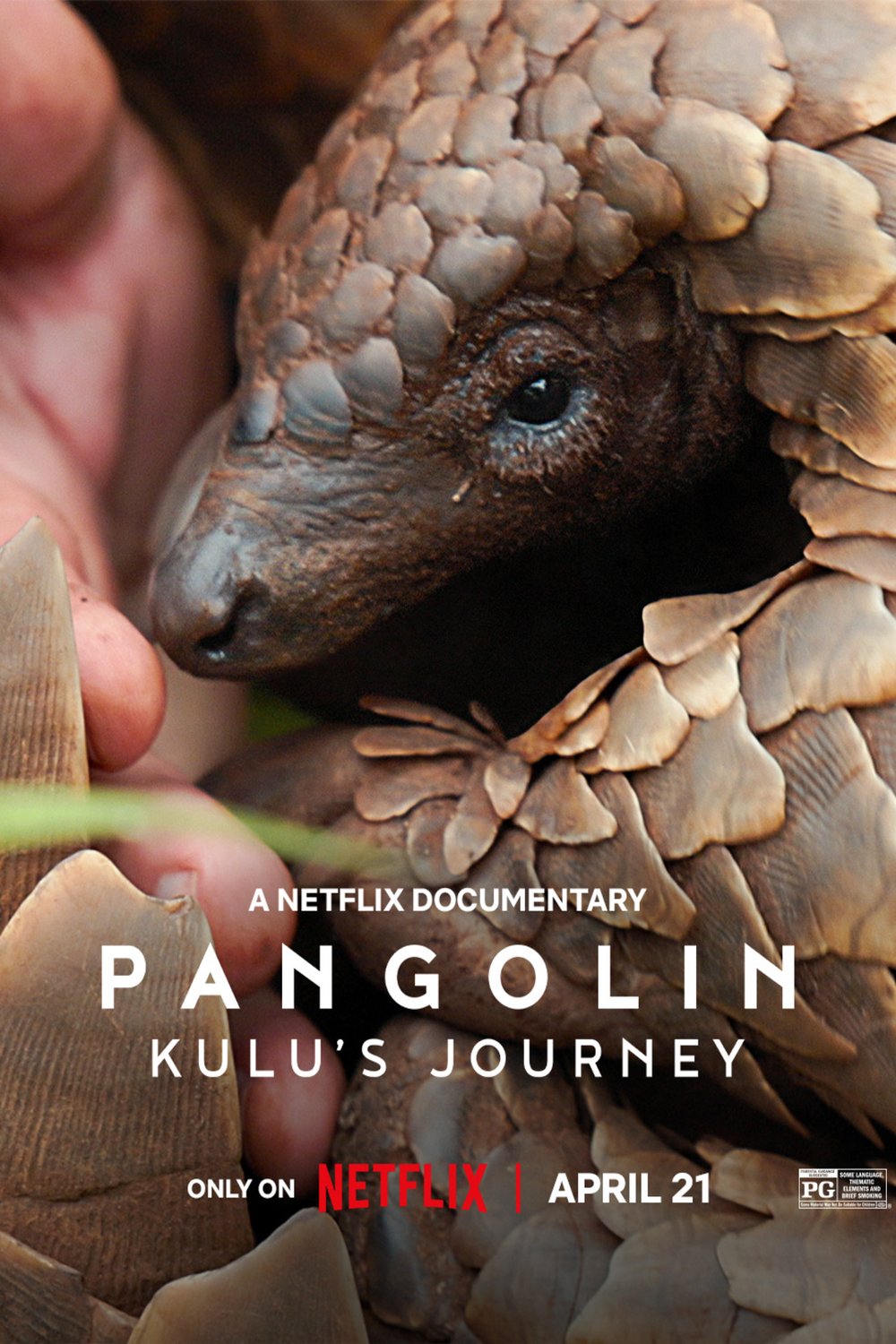 Poster of the movie Pangolin: Kulu's Journey